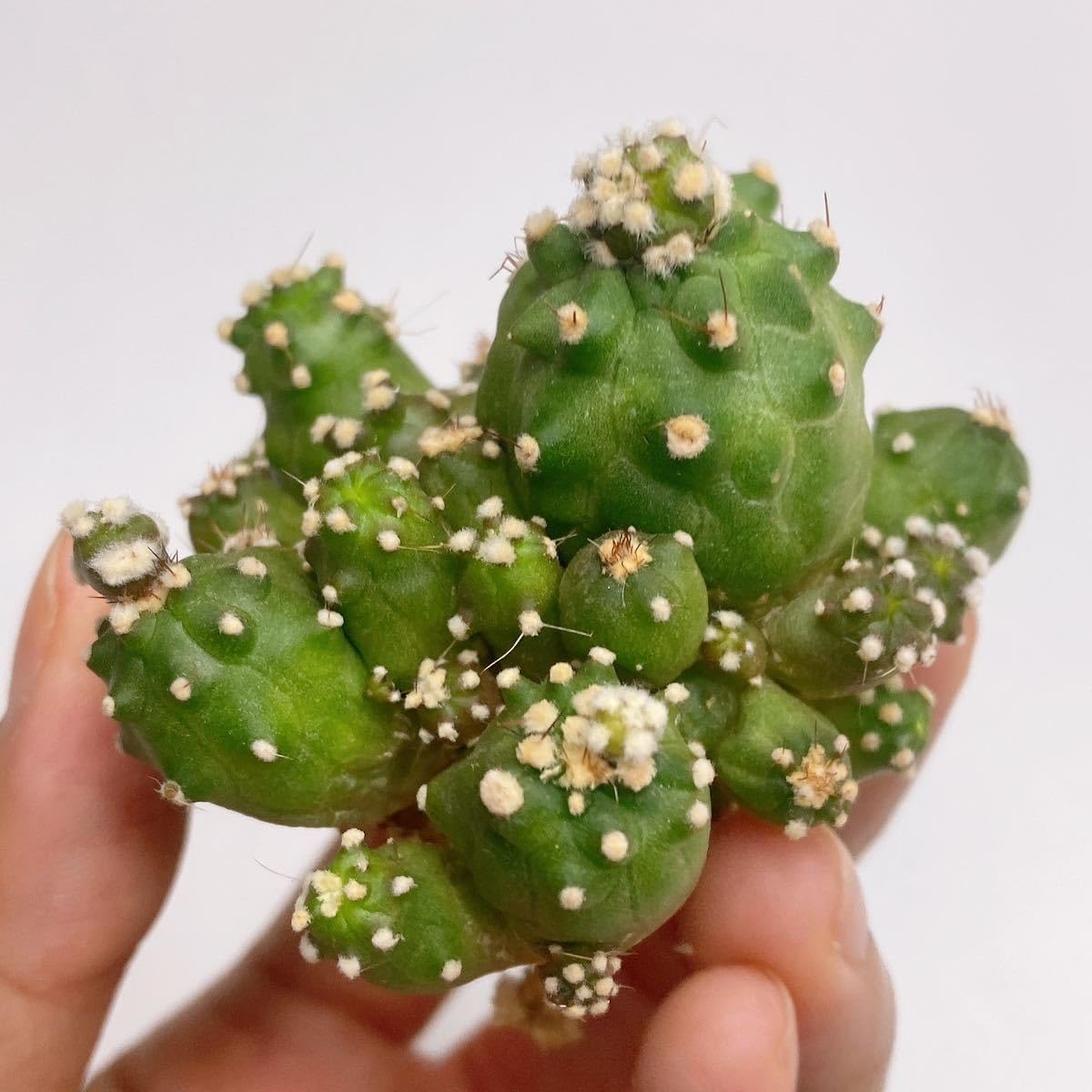 サボテン メディオロビビア♪カキコ1つ 164−紅梅 超人気 花サボテン メディオロビビア カキコ 発根剤